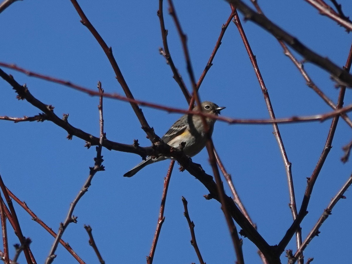 Yellow-rumped Warbler - ML612309660