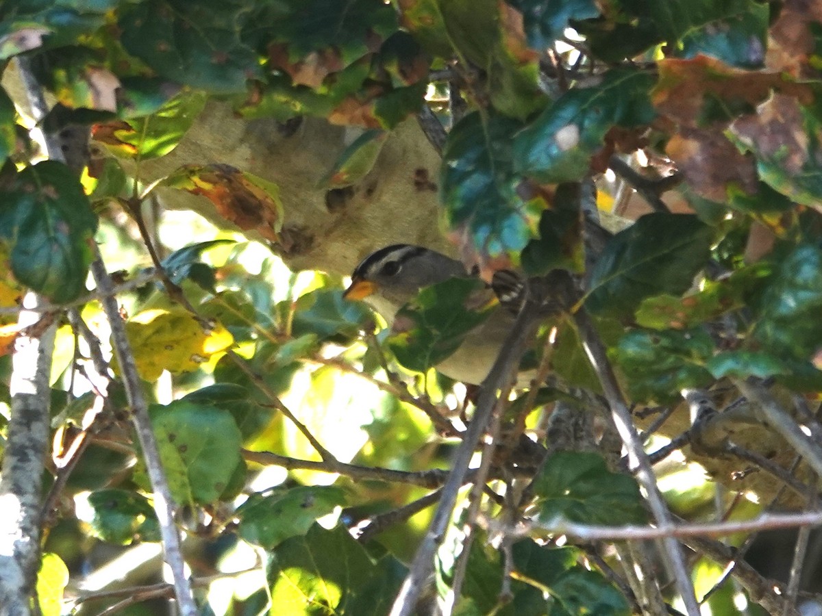White-crowned Sparrow - ML612309669