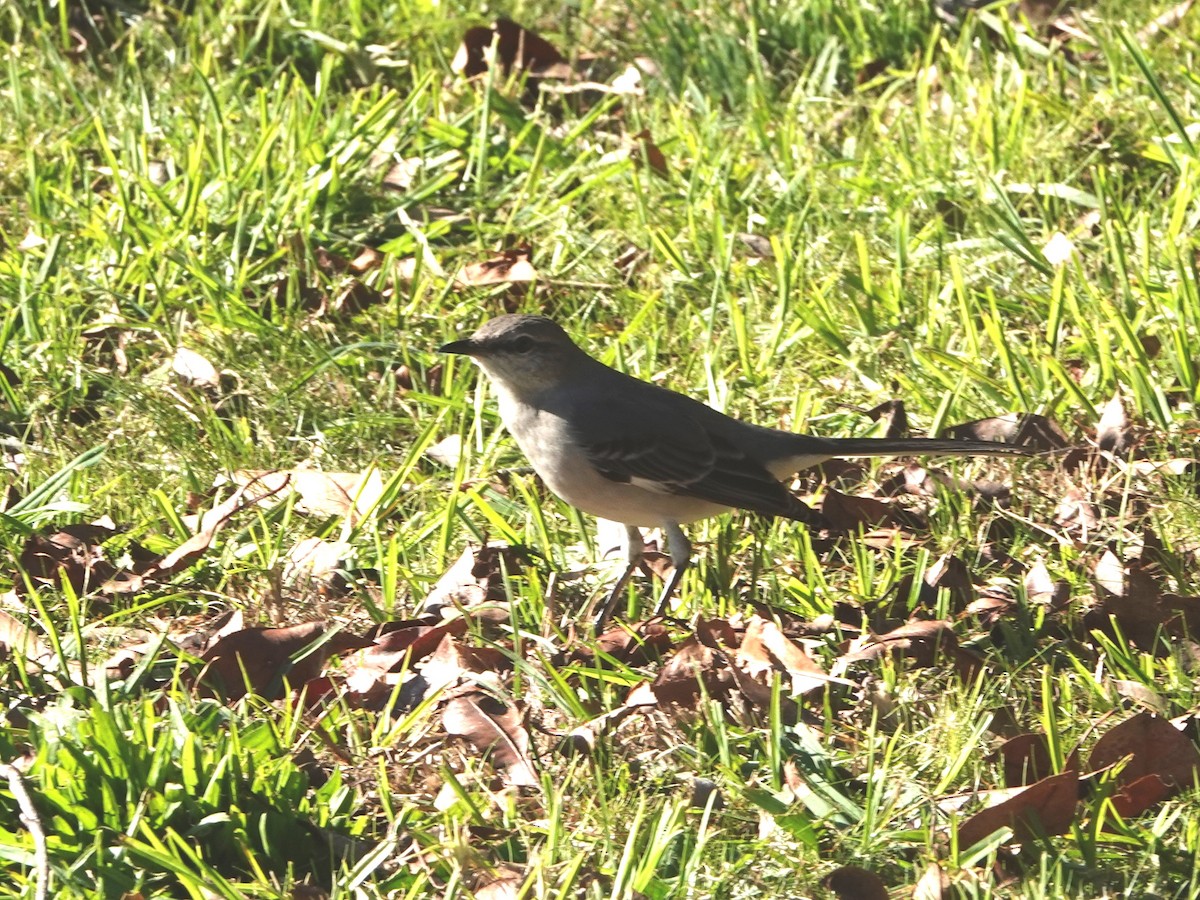 Northern Mockingbird - ML612309683