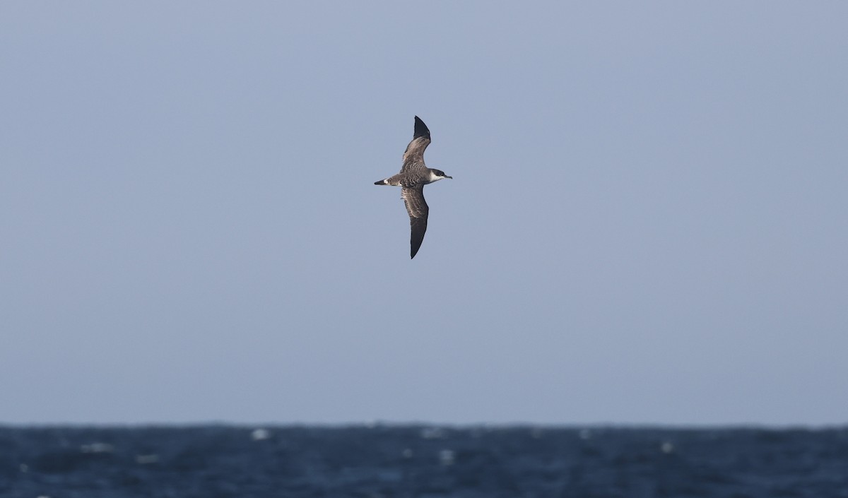 Great Shearwater - ML612309684