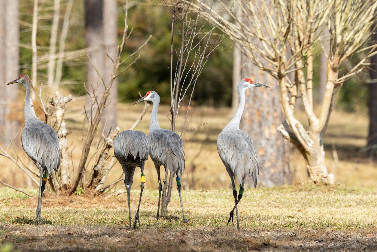 Sandhill Crane - ML612309687