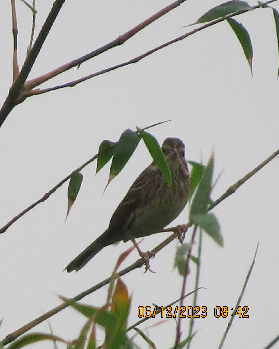 Emberiza sp. - ML612309919