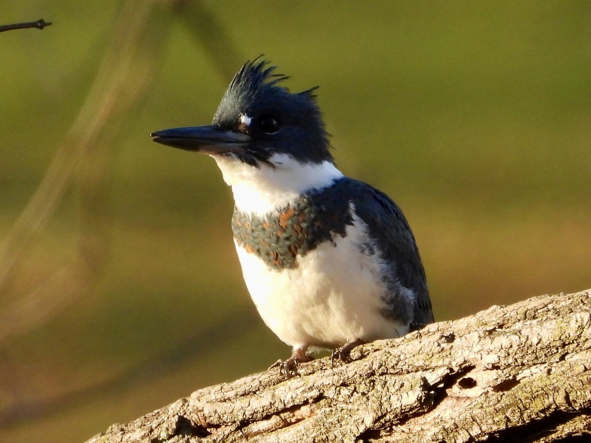 Belted Kingfisher - ML612309930