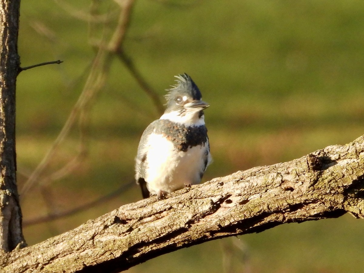 Belted Kingfisher - ML612309931