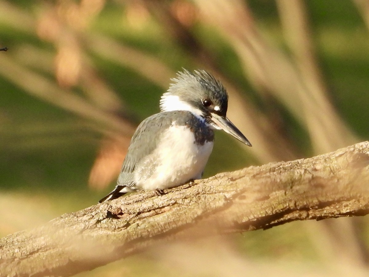 Belted Kingfisher - ML612309932