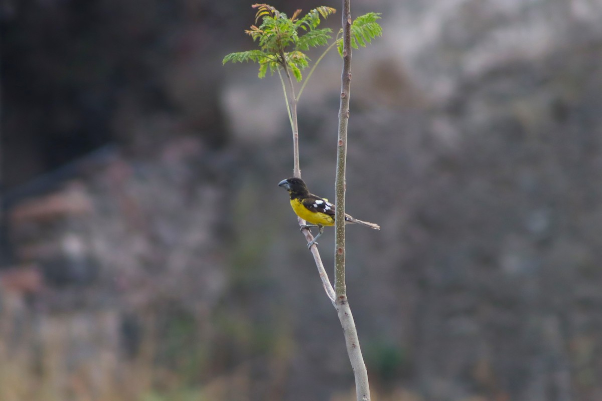 Black-backed Grosbeak - Peru Women Birders - PWB