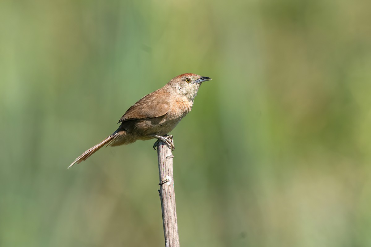 Freckle-breasted Thornbird - ML612310028