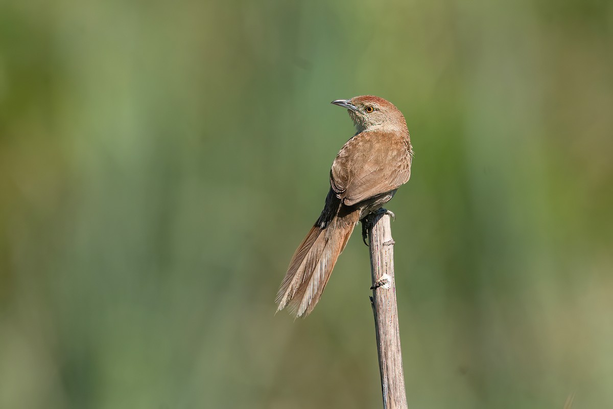 Freckle-breasted Thornbird - ML612310029