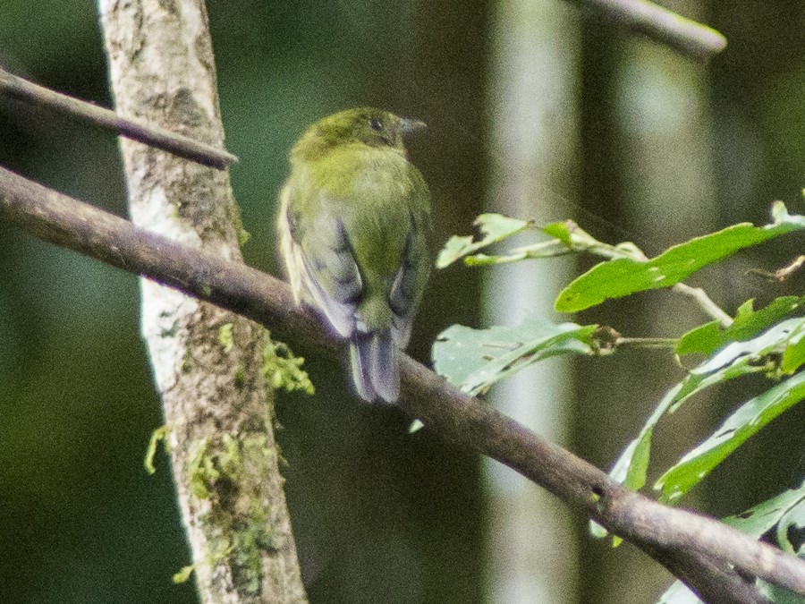 Green Manakin - Volkov Sergey