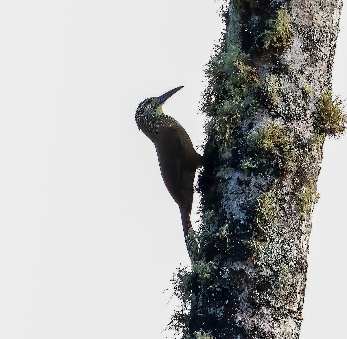 White-throated Woodcreeper - ML612310143