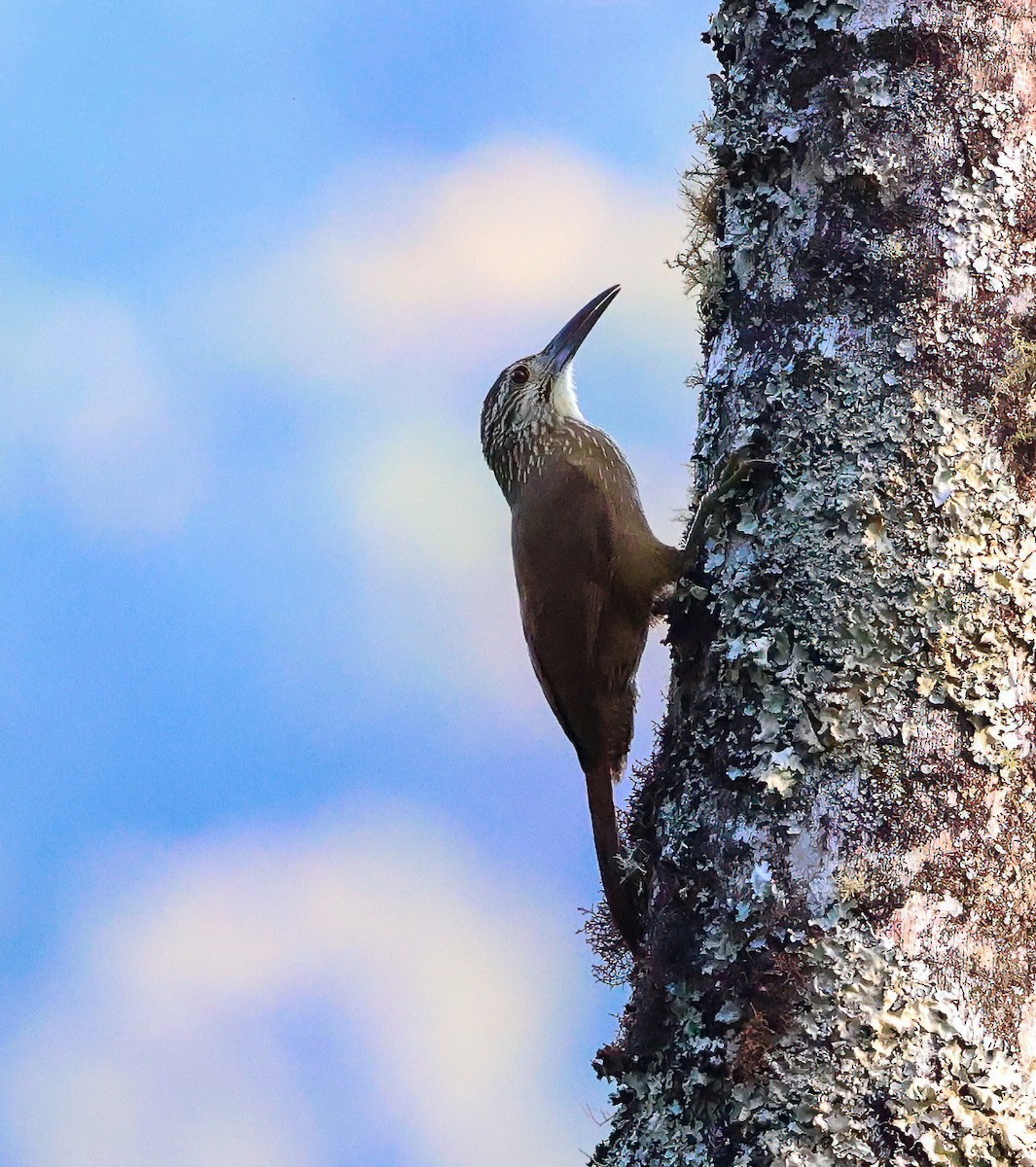 White-throated Woodcreeper - ML612310144