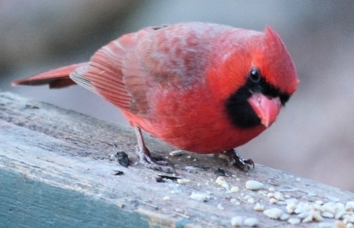 Cardinal rouge - ML612310235