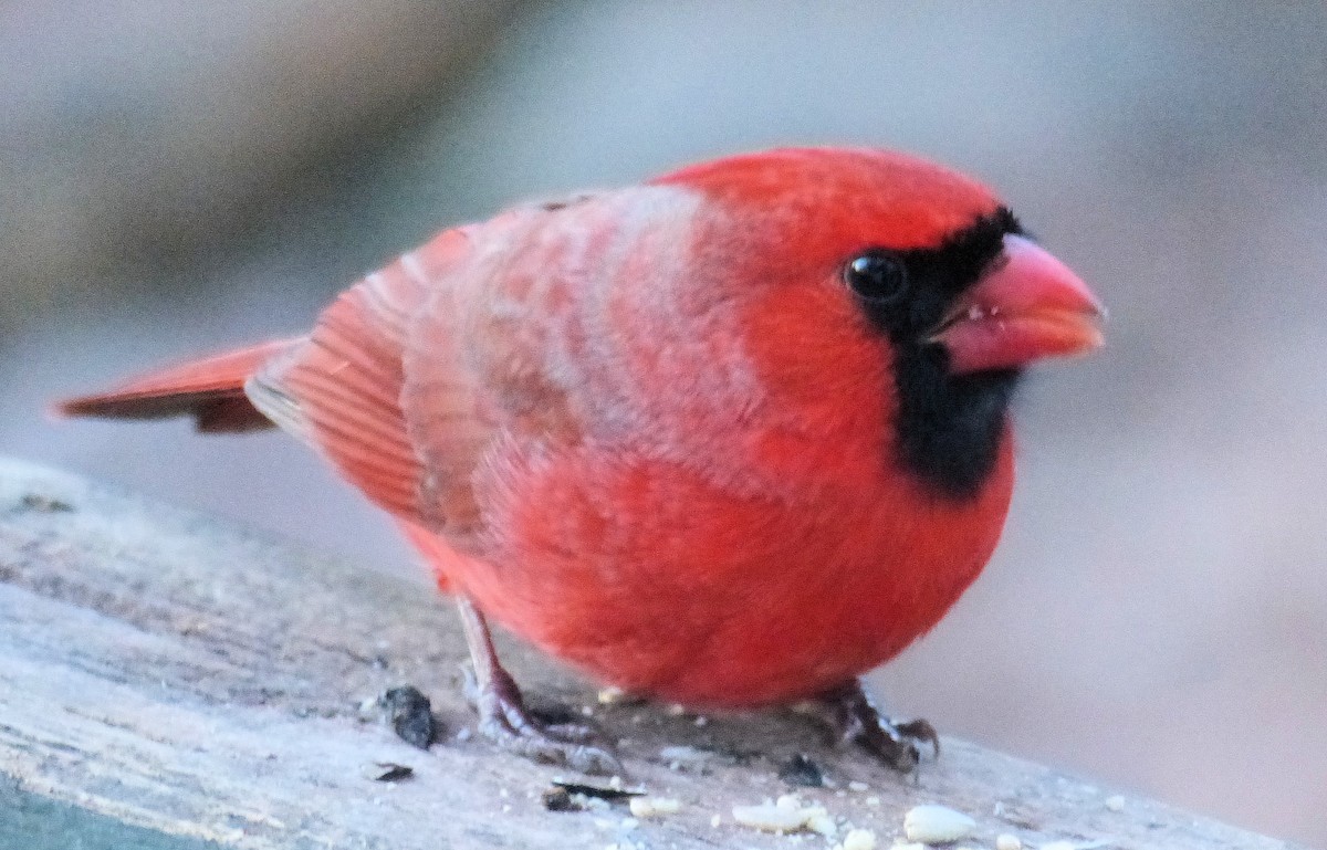 Northern Cardinal - ML612310237