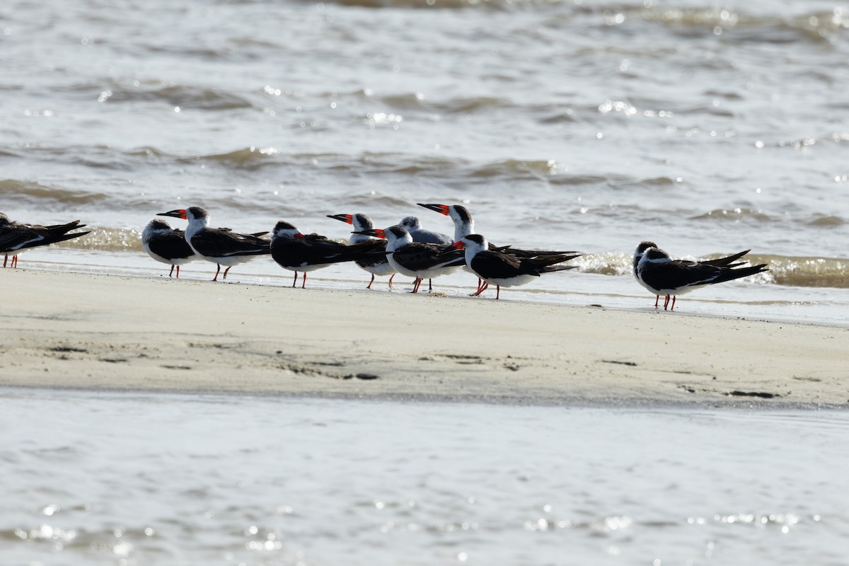 Black Skimmer - ML612310245