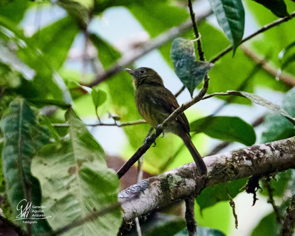 Pacific Flatbill - Gerardo Aguilar Anzures