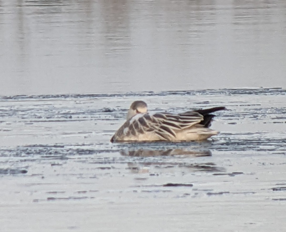 Snow Goose - ML612310278