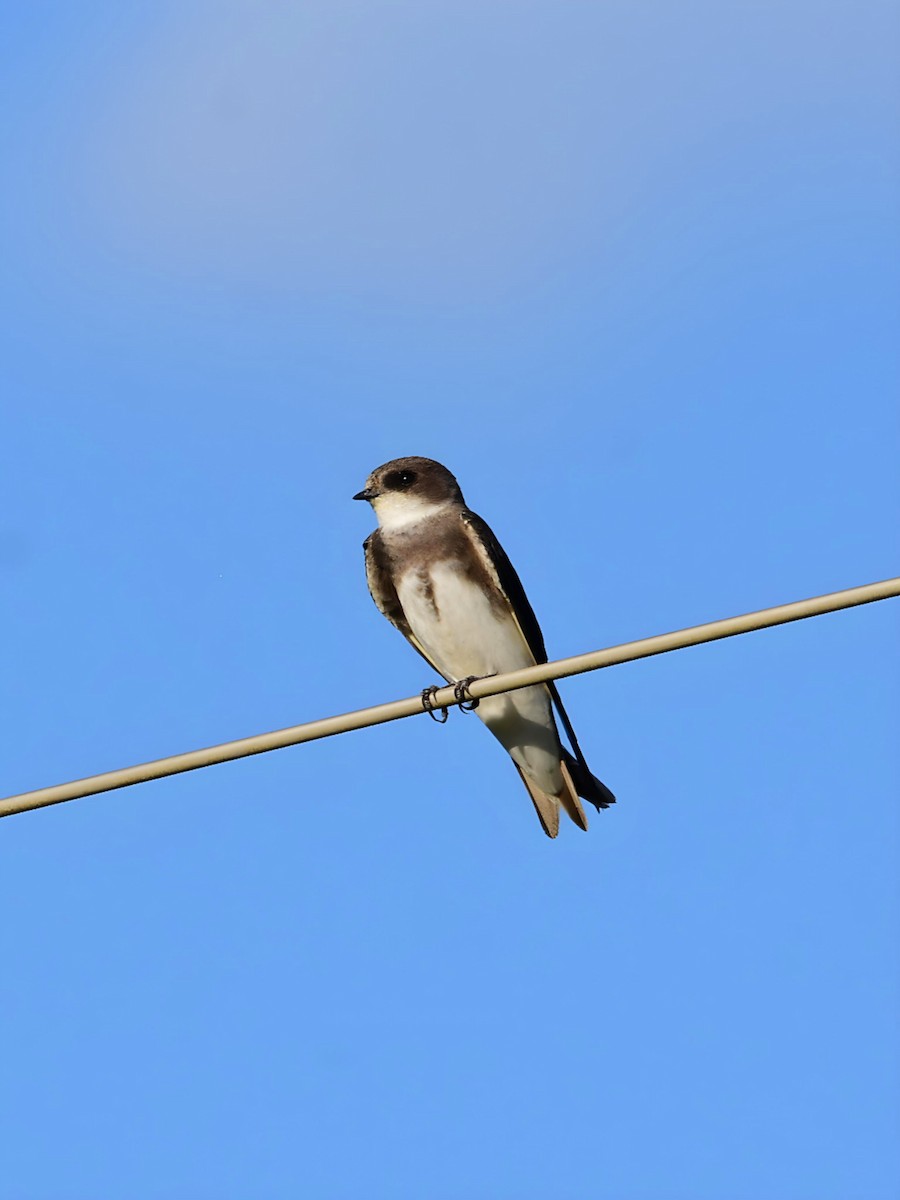 Bank Swallow - Pedro Rocha