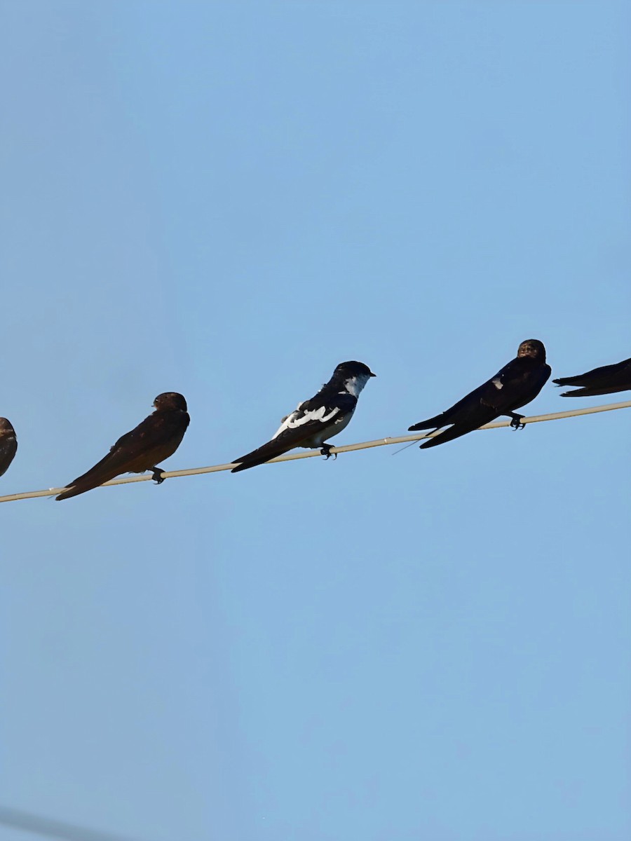 White-winged Swallow - Pedro Rocha