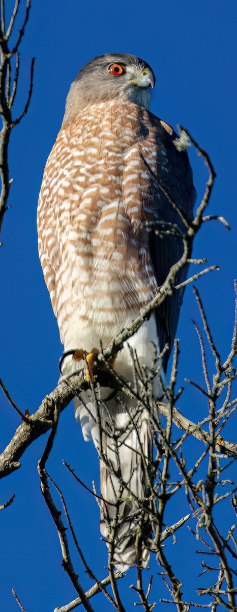 Cooper's Hawk - ML612310345