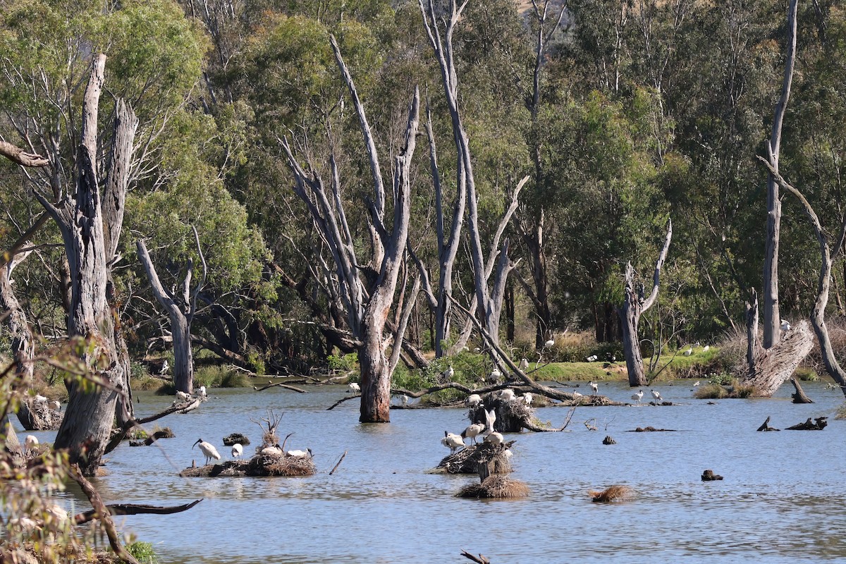 Australian Ibis - ML612310406