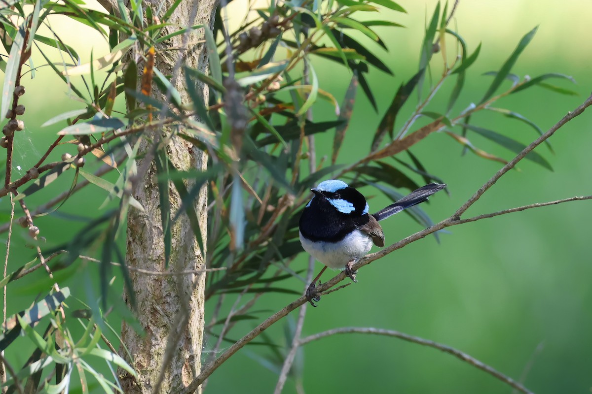 Superb Fairywren - ML612310427