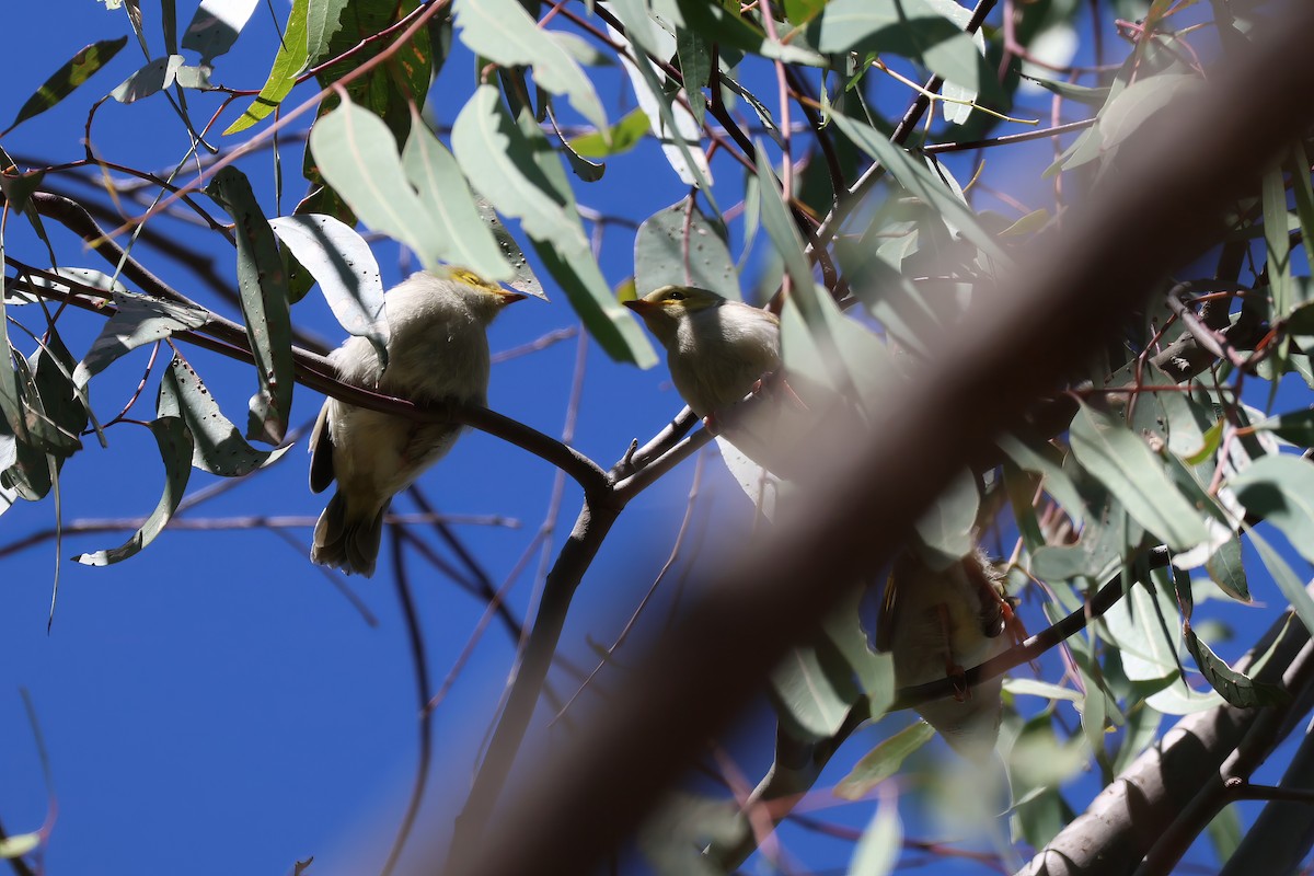 White-plumed Honeyeater - Heather Williams