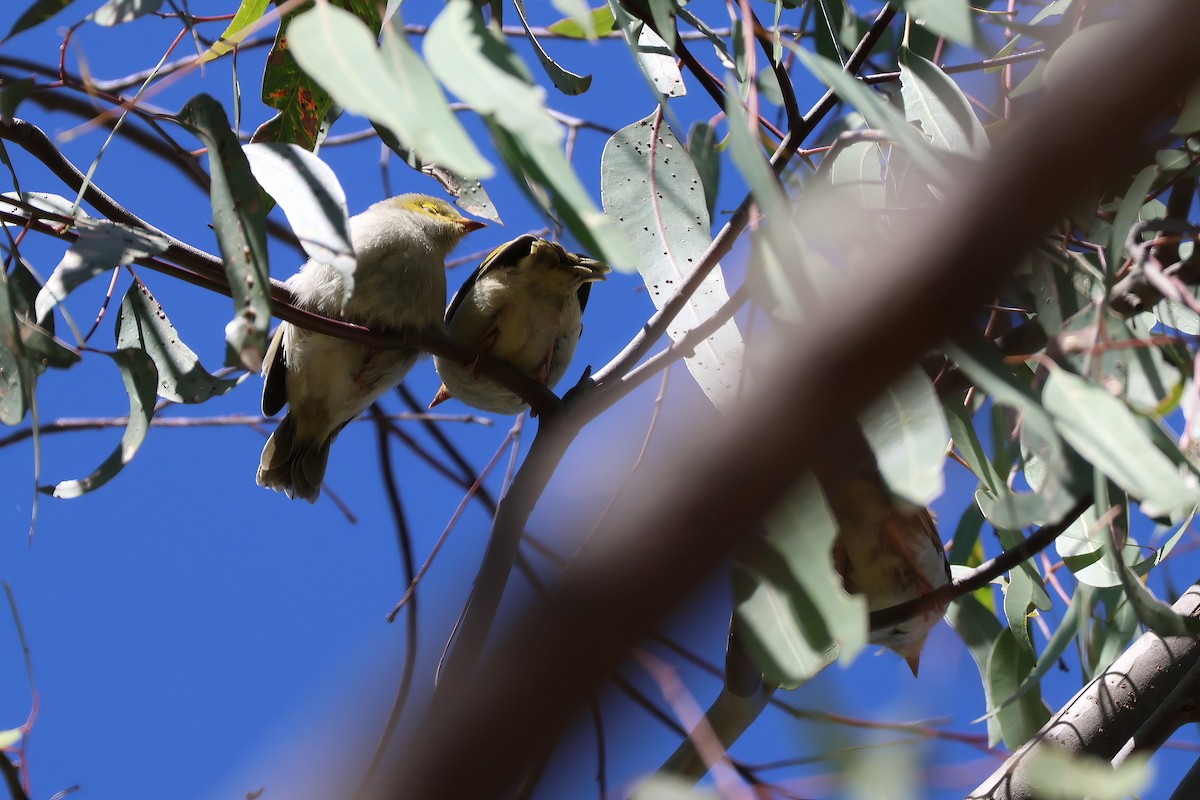 White-plumed Honeyeater - ML612310442