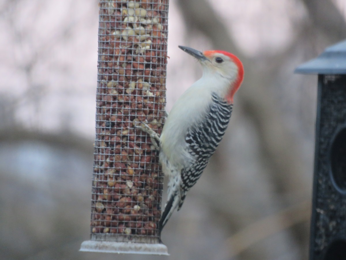 Red-bellied Woodpecker - ML612310463