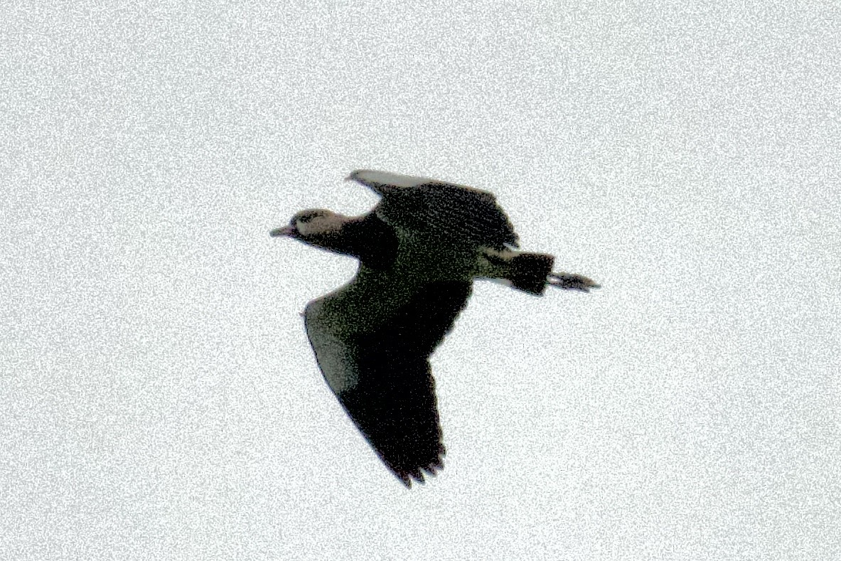 Southern Lapwing (cayennensis) - ML612310478