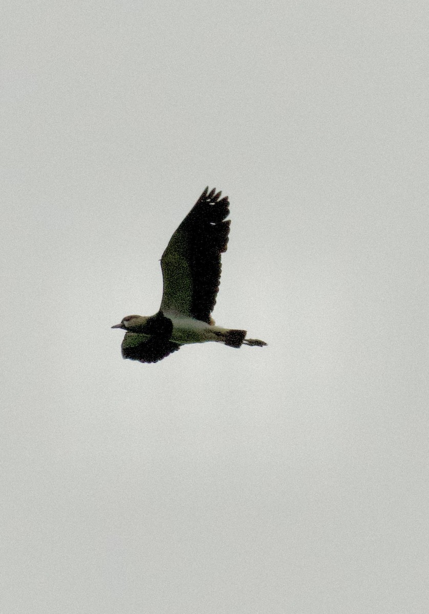 Southern Lapwing (cayennensis) - ML612310479