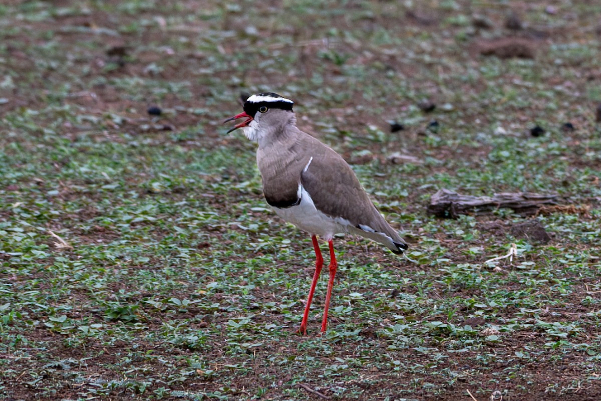 Crowned Lapwing - ML612310493
