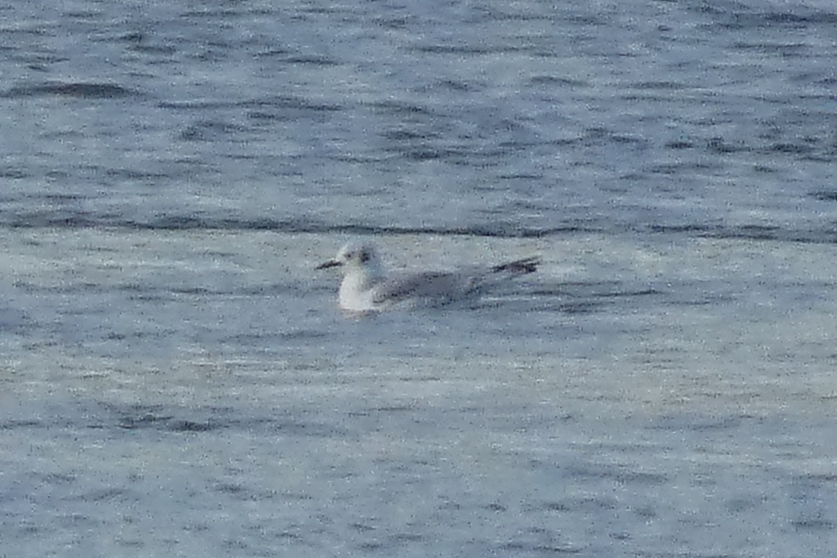 Bonaparte's Gull - ML612310515