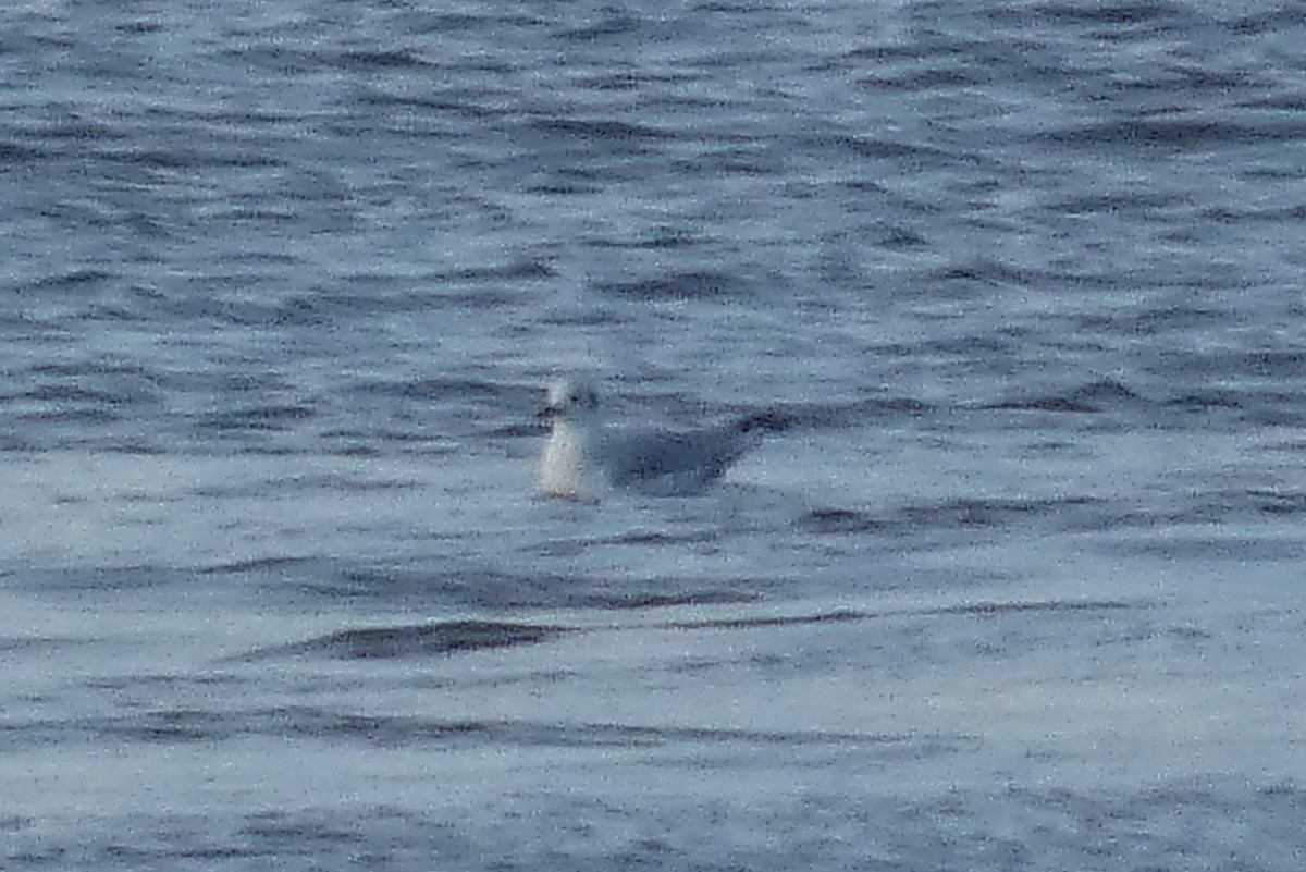 Bonaparte's Gull - ML612310516