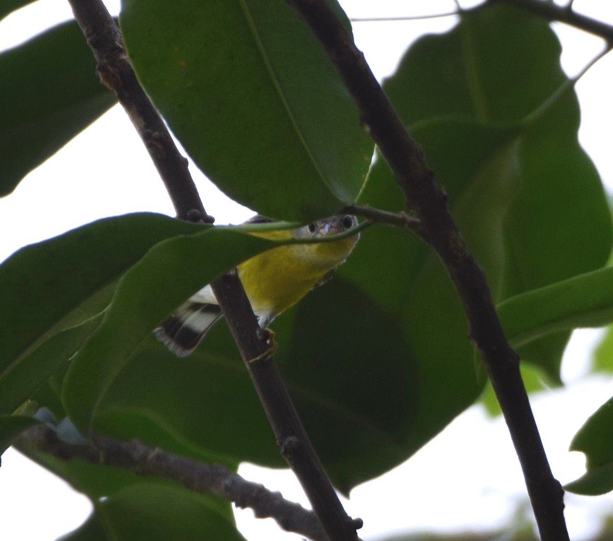 Magnolia Warbler - Zuly Escobedo / Osberto Pineda