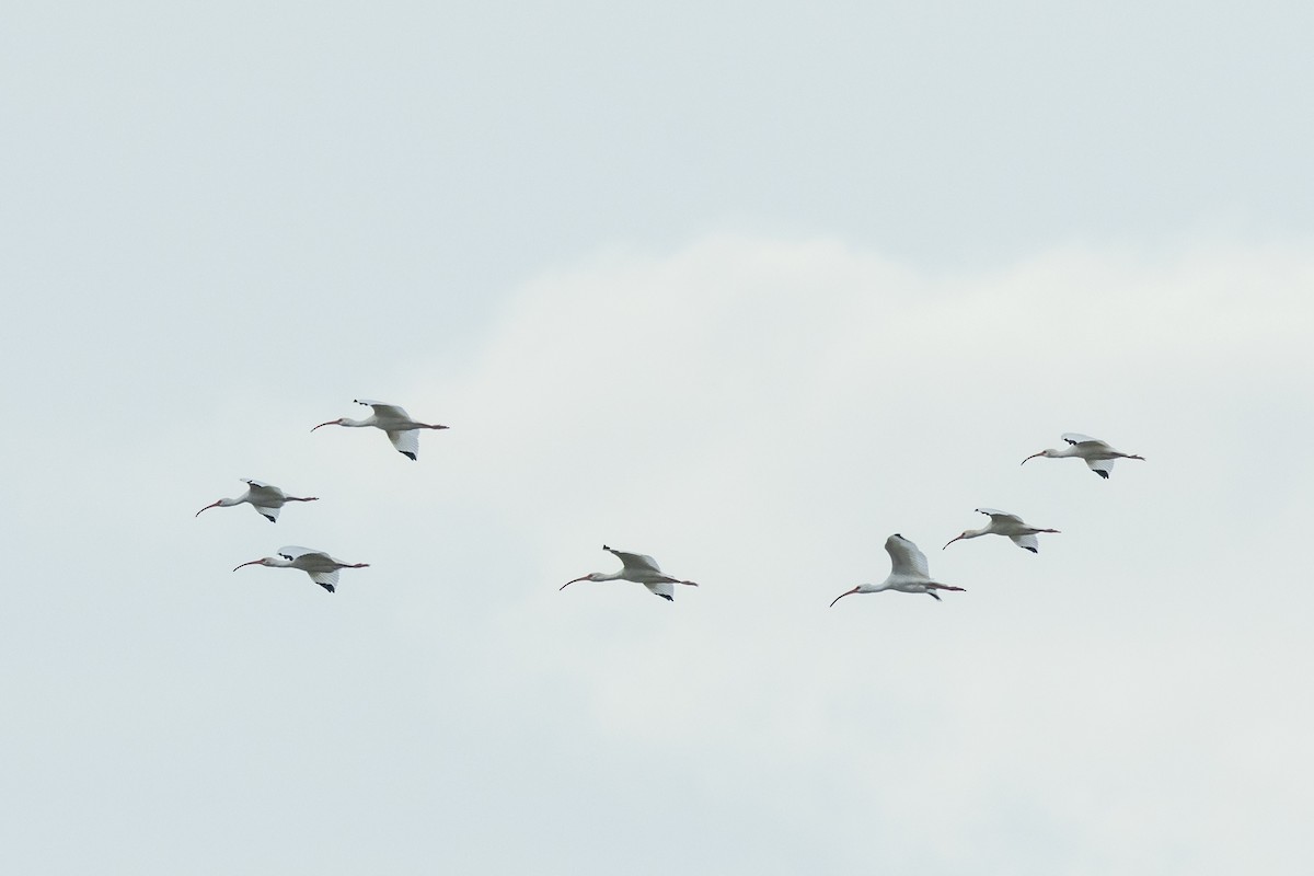 White Ibis - ML612310585