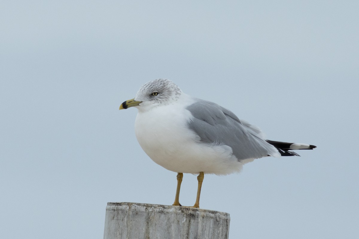 Ring-billed Gull - ML612310607