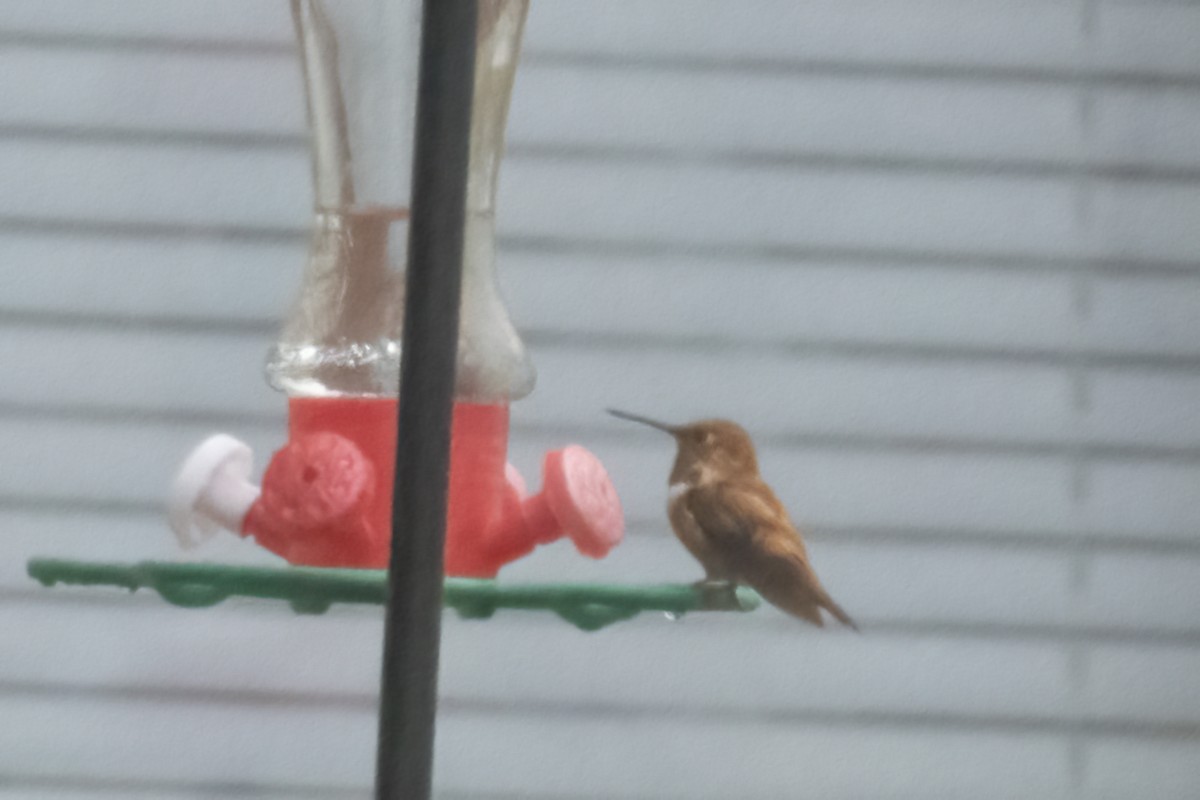 Rufous Hummingbird - ML612310623