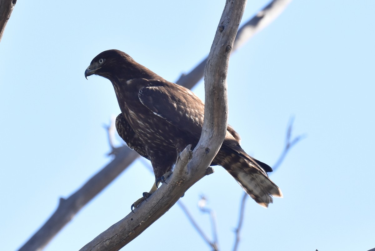 Red-tailed Hawk - Naresh Satyan