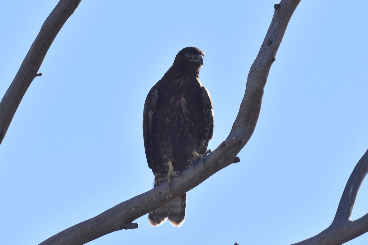 Rotschwanzbussard - ML612310631