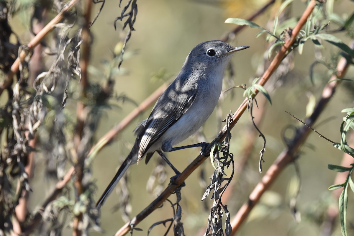 Blue-gray Gnatcatcher - ML612310637