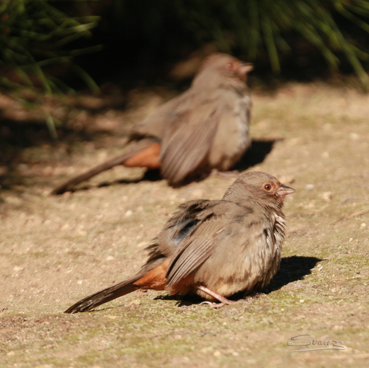 California Towhee - ML612310727