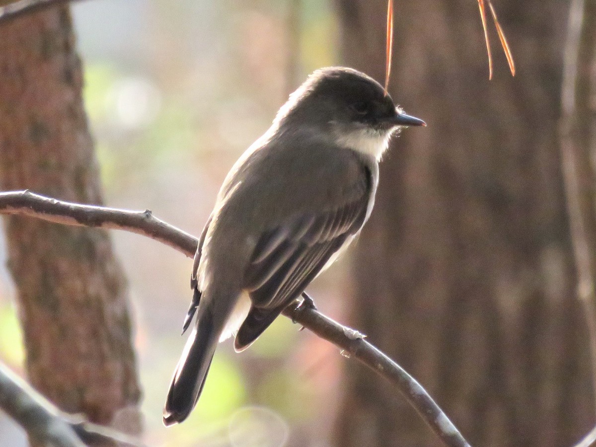 Eastern Phoebe - ML612310771