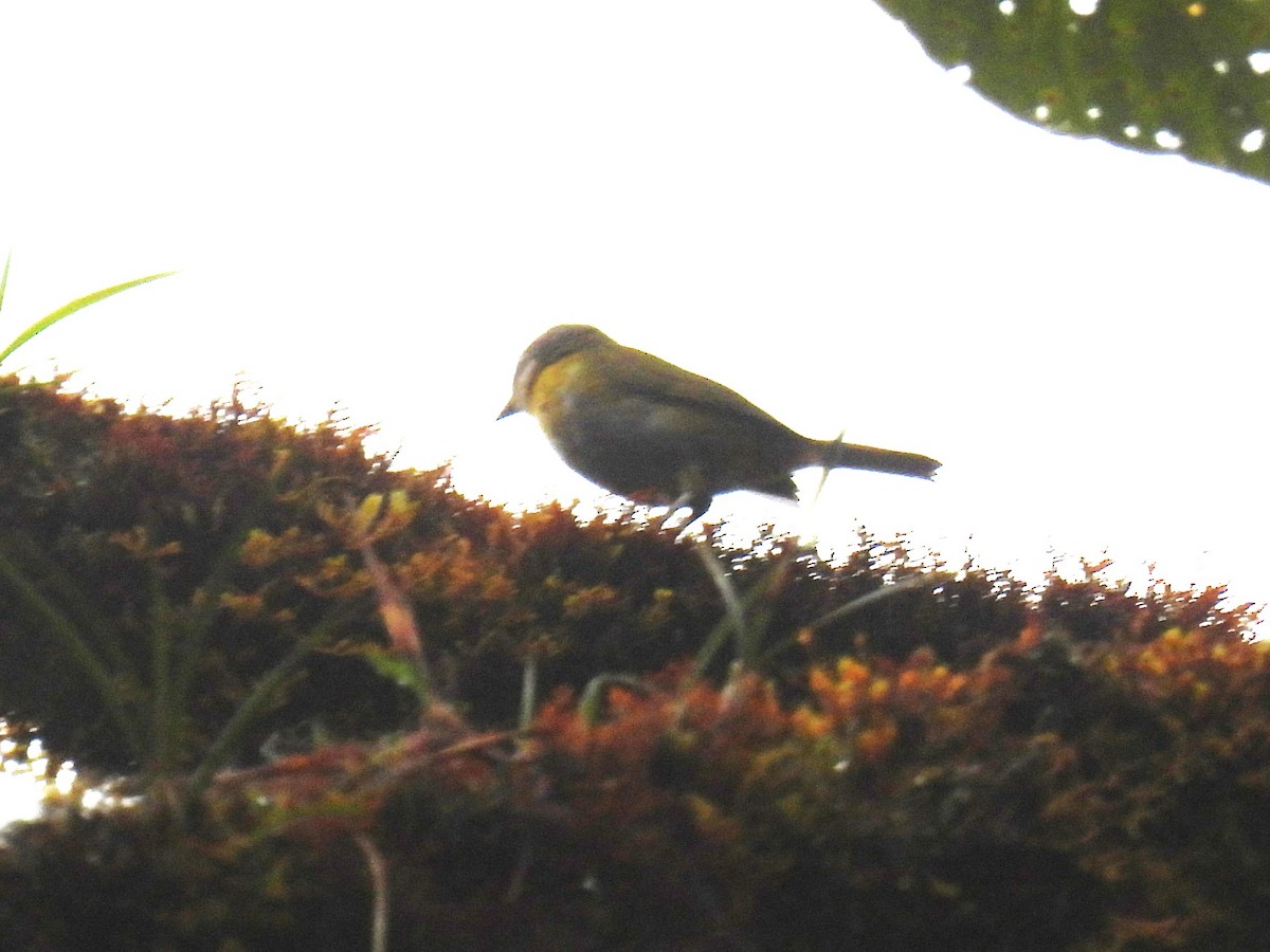 Common Chlorospingus (Northern Andes) - ML612310780