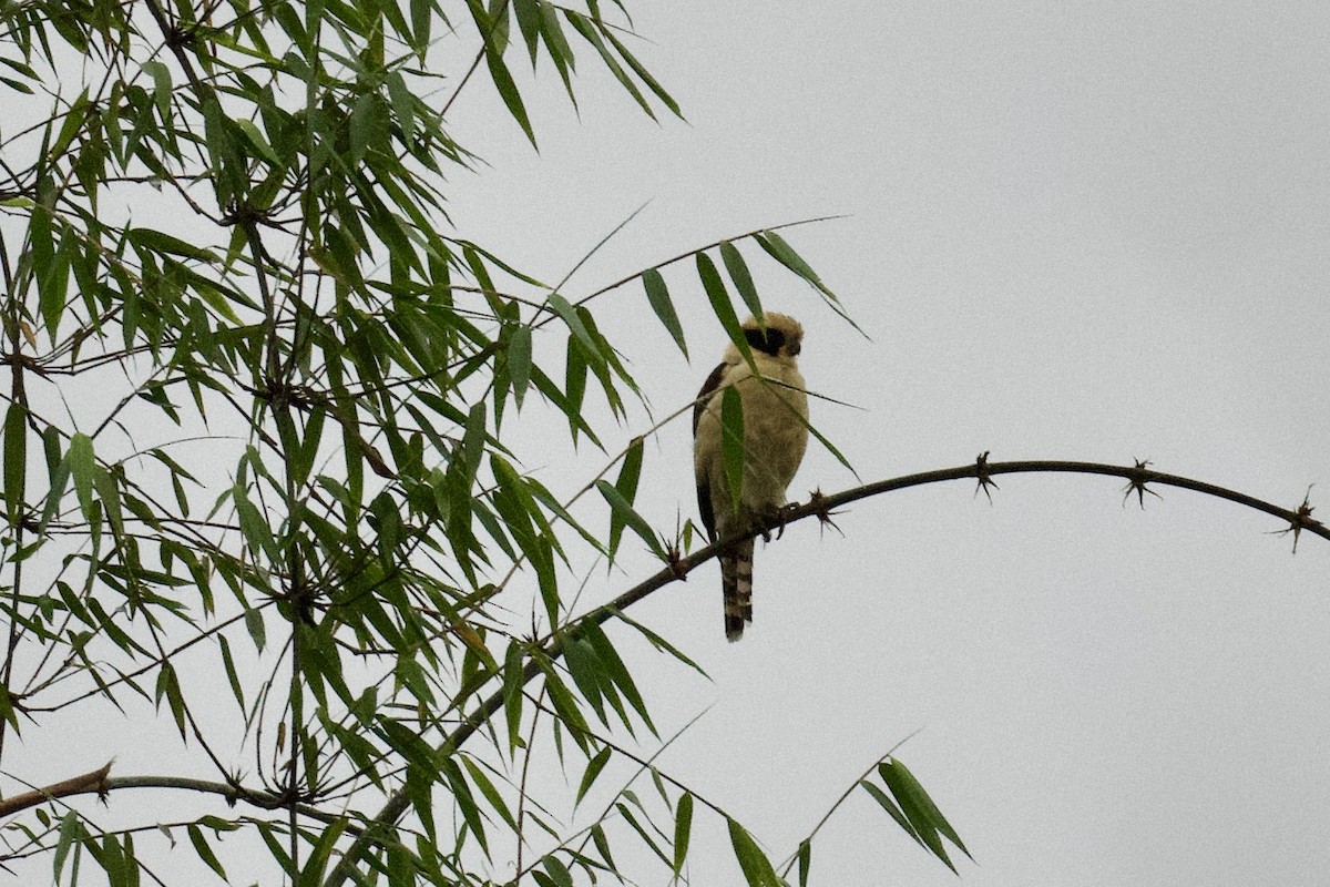 Laughing Falcon - ML612310805