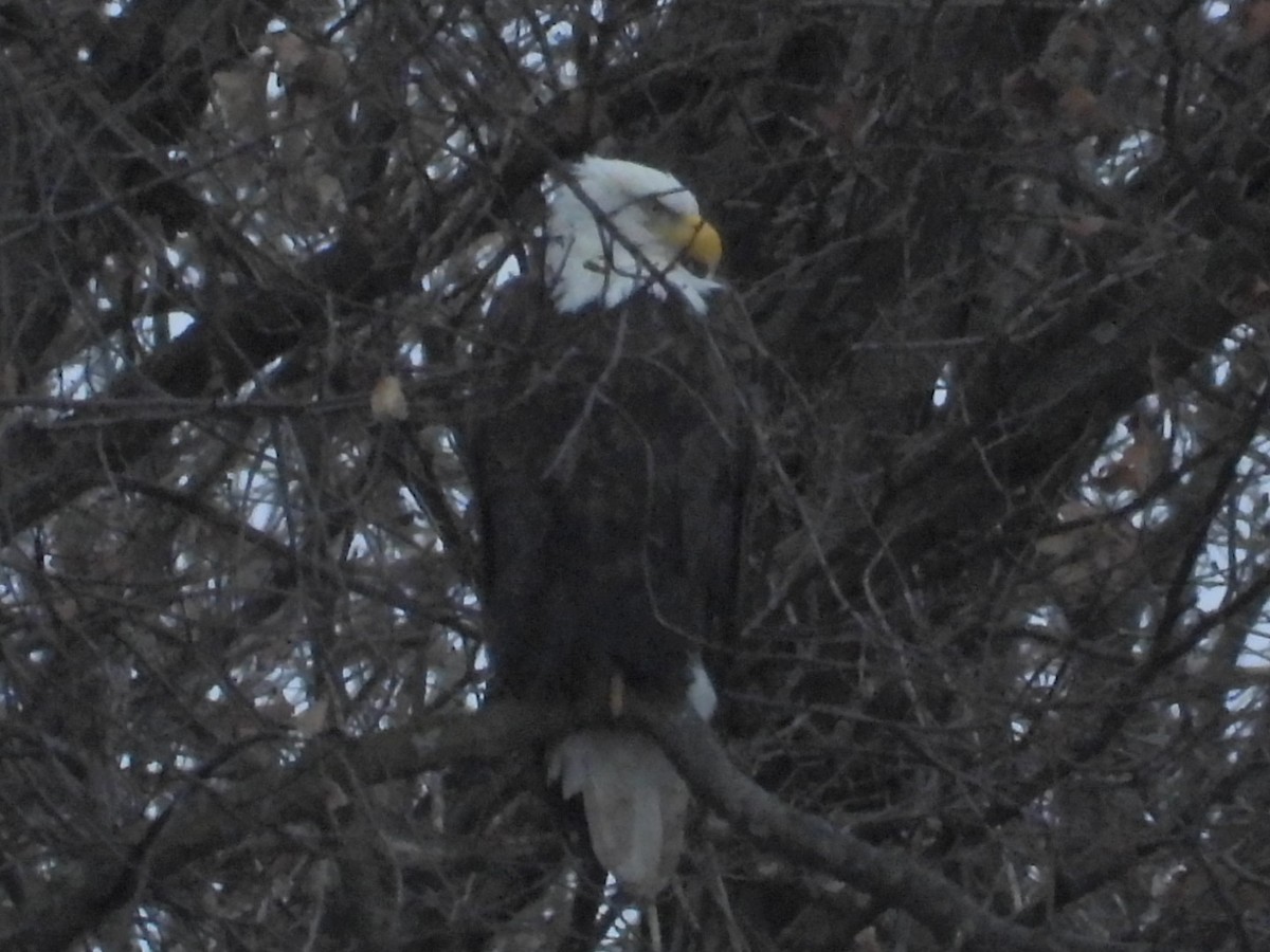 Bald Eagle - ML612310816