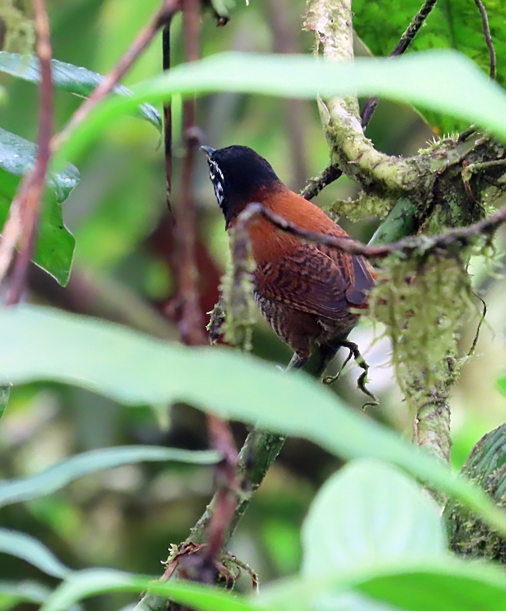 Cucarachero Cabecinegro (nigricapillus/connectens) - ML612310884