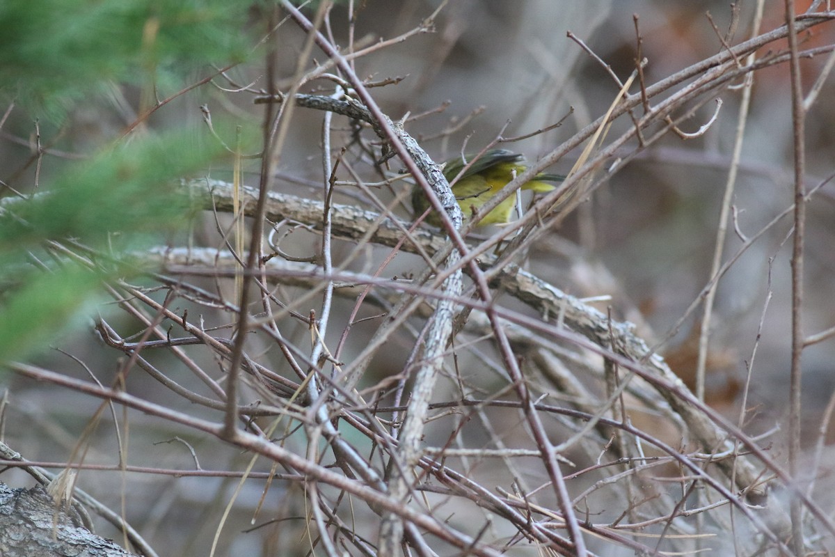 Palm Warbler (Yellow) - ML612310914