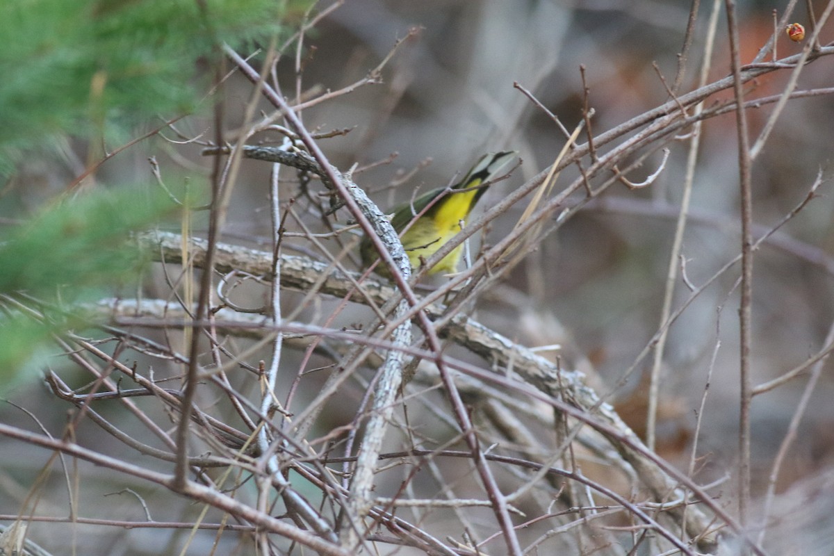 Palm Warbler (Yellow) - ML612310919