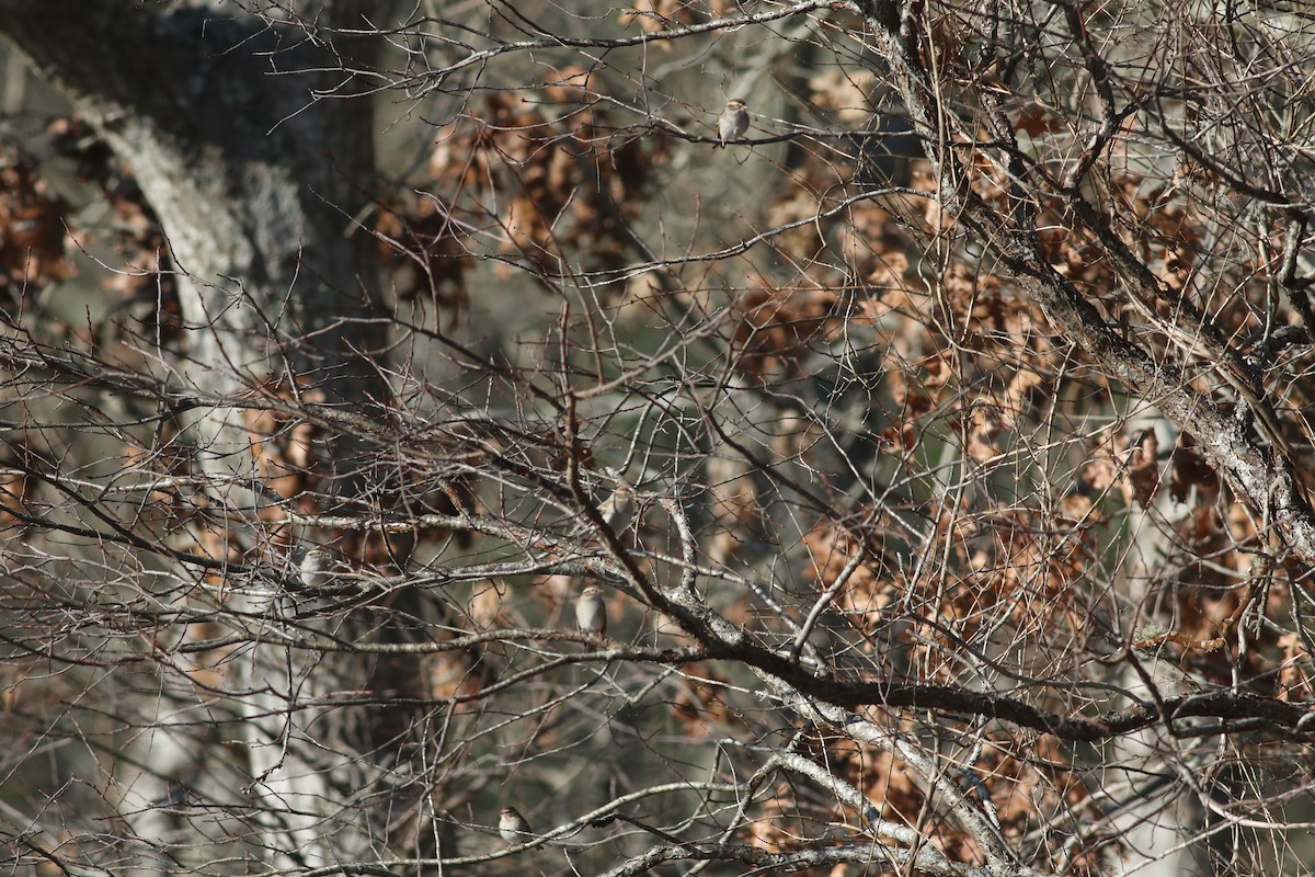 Chipping Sparrow - ML612310964