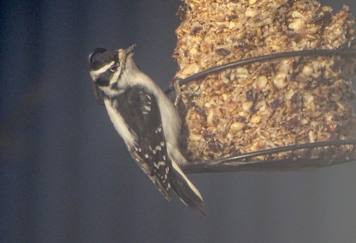 Downy Woodpecker - ML612310979